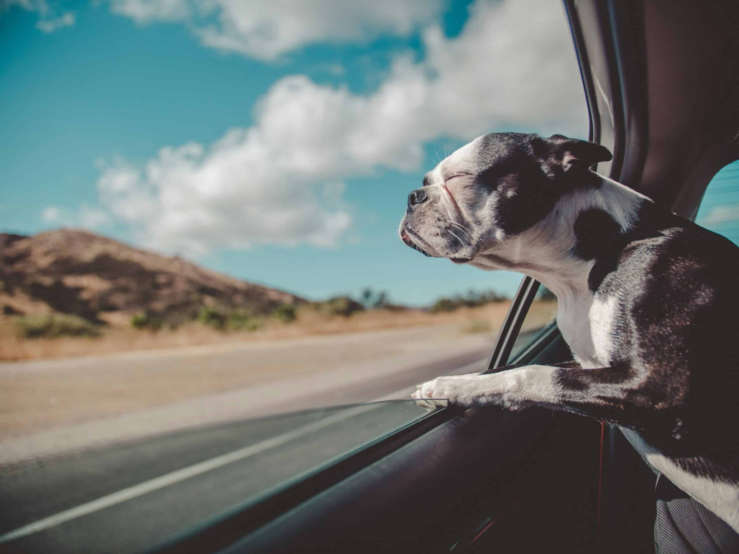 viajar con mascota