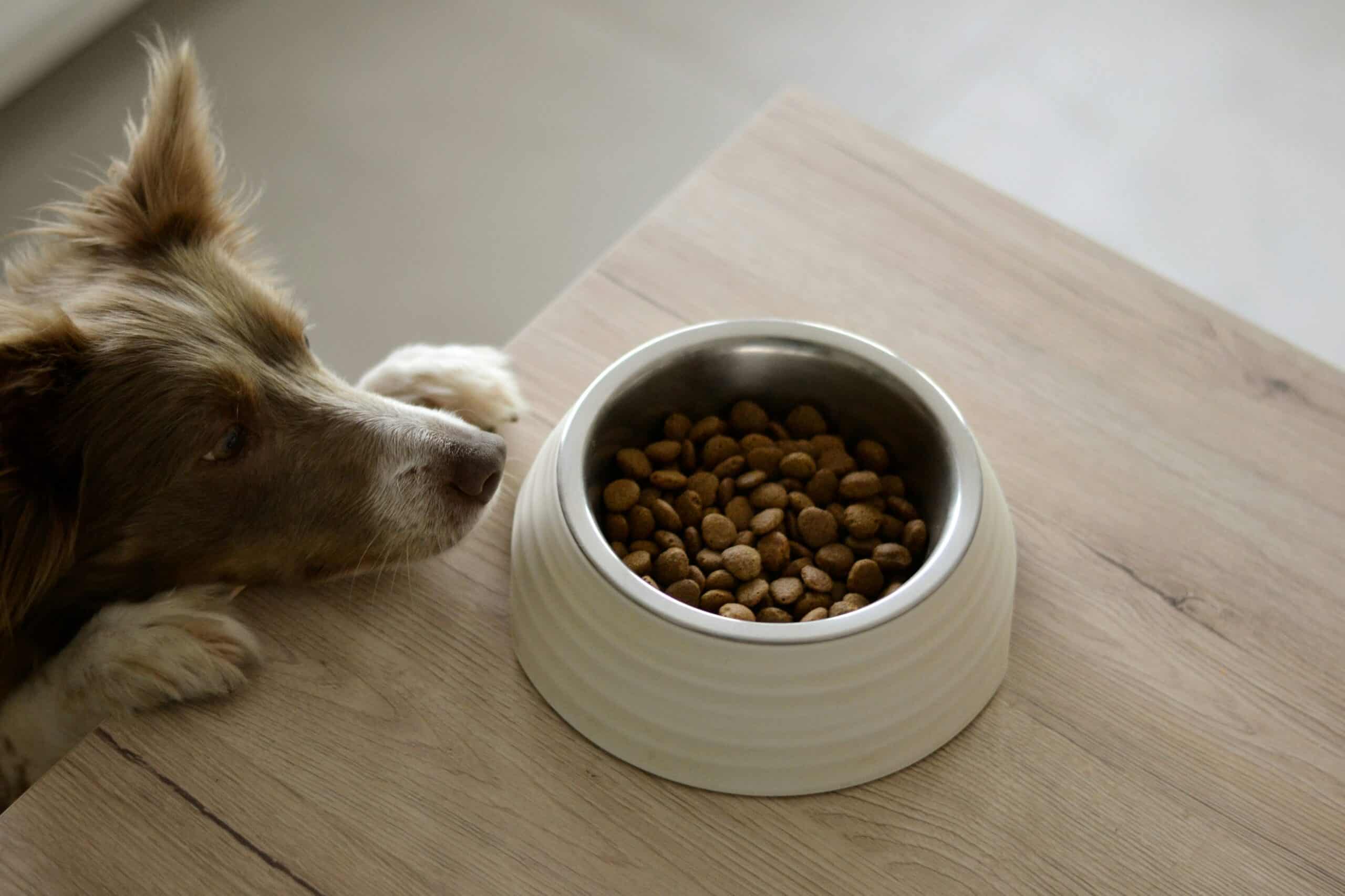 Perro mirando su bol de comida