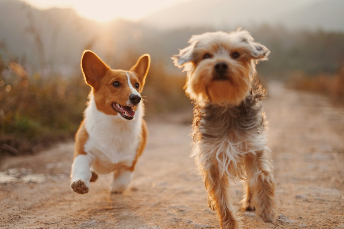 Cachorro de perro solo en la oscuridad por la noche