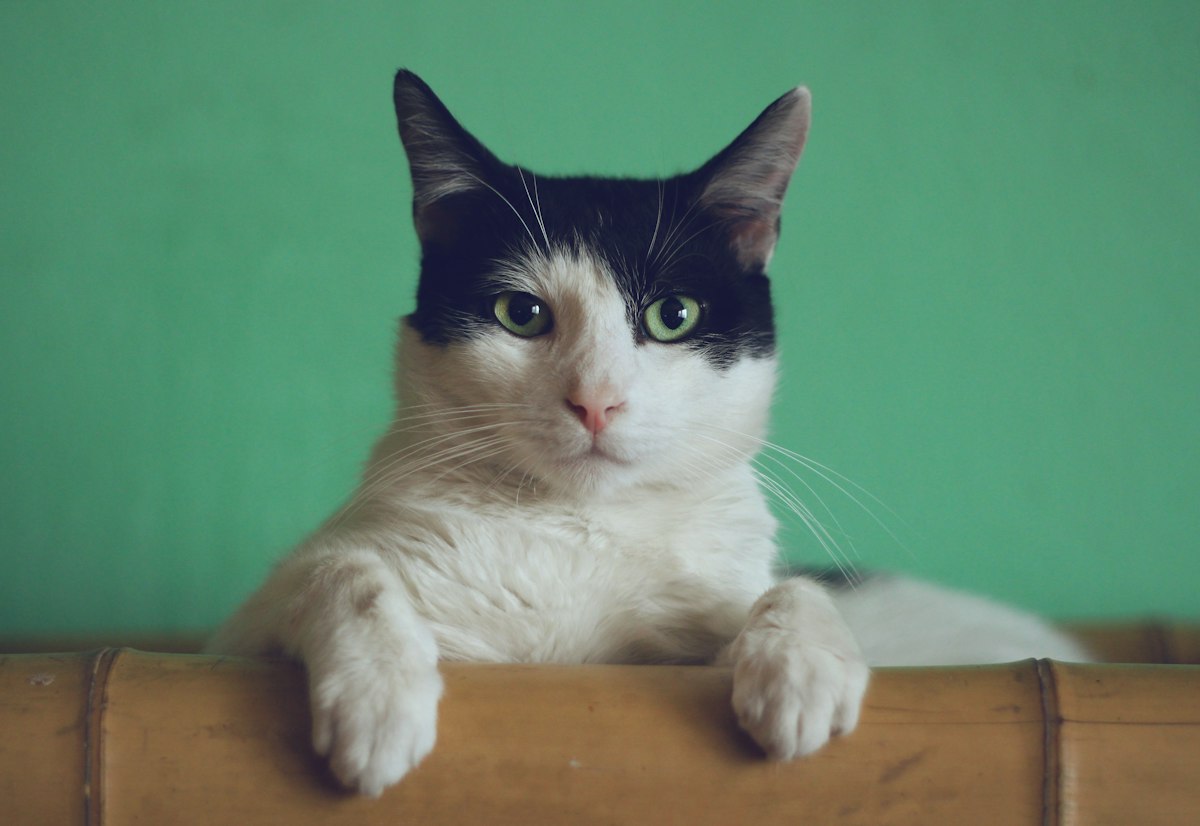 Gato sin apetito mirando su plato de comida vacío